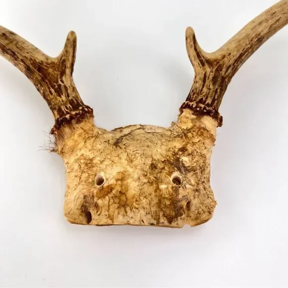 Vintage Deer Antler 7 Point Buck Skull Cap